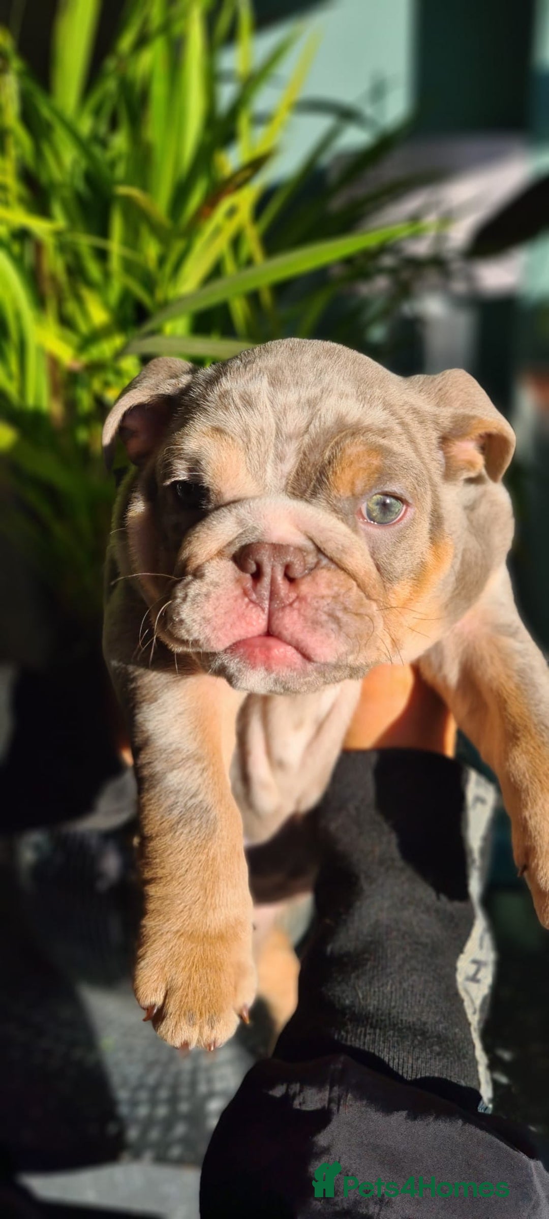 English Bulldog dogs for sale: ✨ lilac Tan & Merle Female bulldog. – Available ✨ - Advert 13