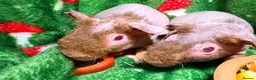 Guinea Pig rodents for sale: Skinny Pig Babies Boy & Girls - Advert 8
