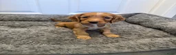 Cocker Spaniel dogs for sale: Pedigree Cocker Spaniel Puppies  - Advert 5