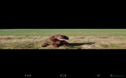 Cocker Spaniel dogs for sale: Kc chocolate and tan cocker spaniel  - Image 5