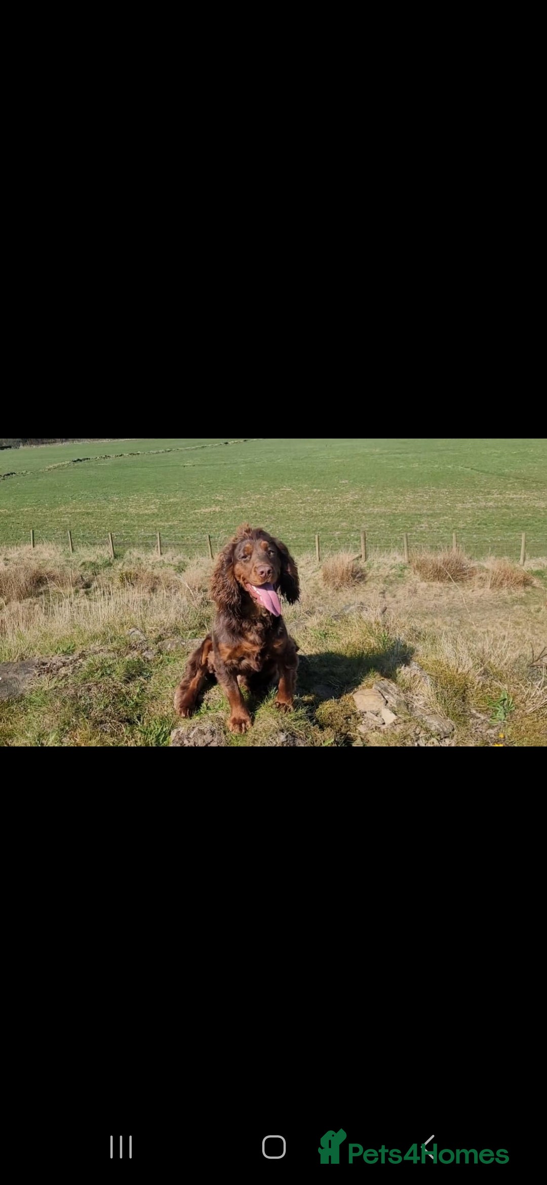 Cocker Spaniel dogs for sale: Kc chocolate and tan cocker spaniel  - Image 5