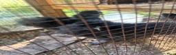 Chickens poultry for sale: Three black silkie chickens - Advert 1