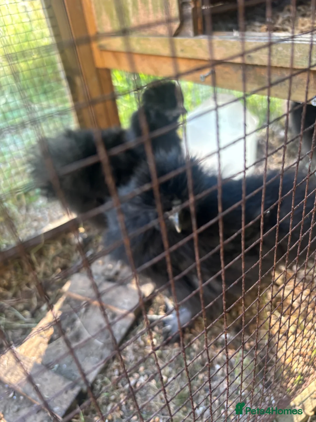 Chickens poultry for sale: Three black silkie chickens - Advert 1