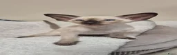 Oriental cats for sale: GCCF Registered Oriental and Siamese Kittens - Advert 10