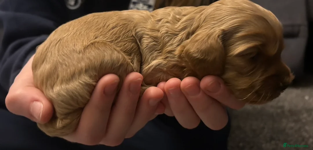 Cockapoo dogs for sale: Cockapoos - all reserved  - Advert 28