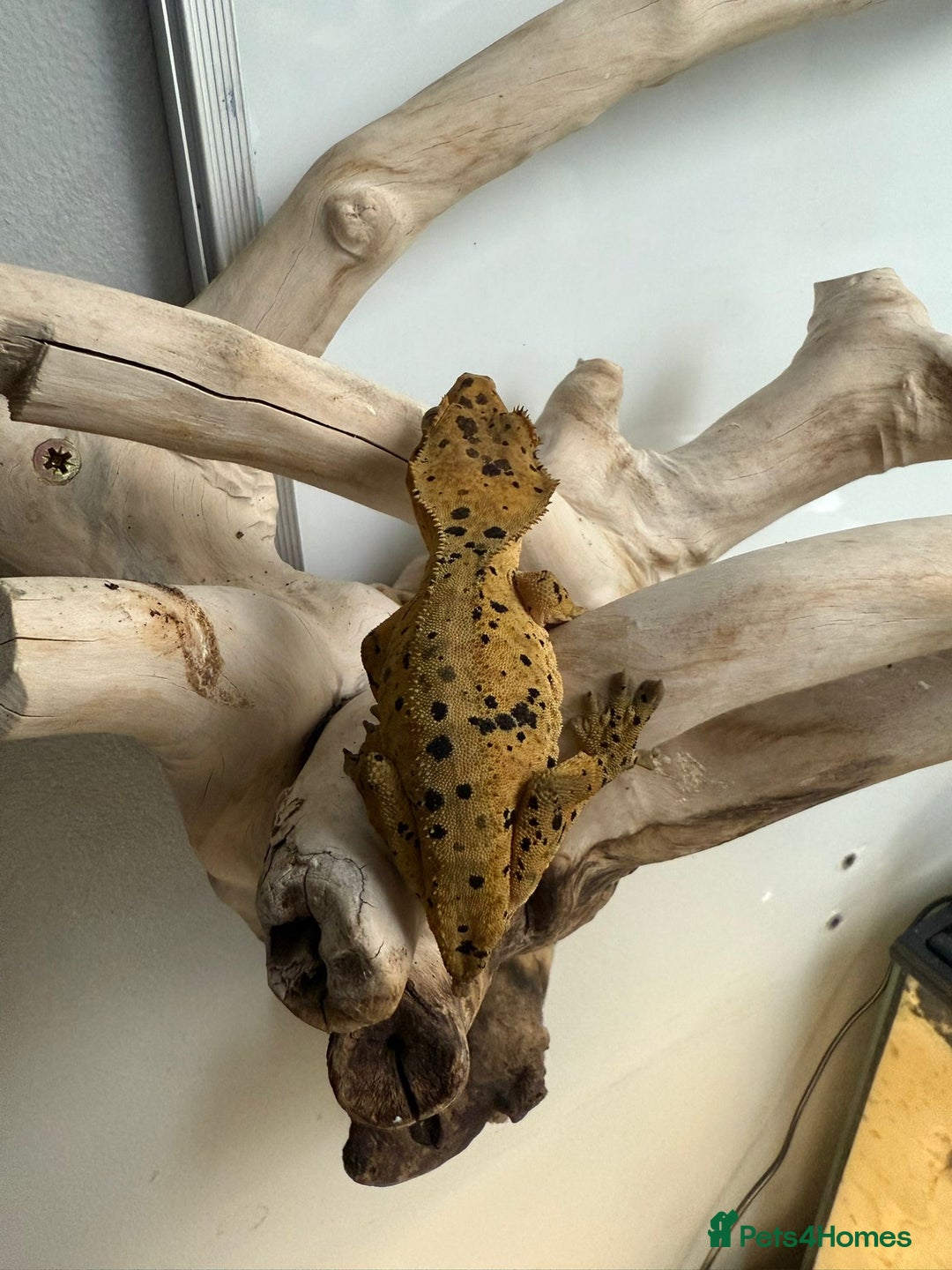Gecko reptiles for sale: 2 x full paired crested gecko set ups available  - Advert 2