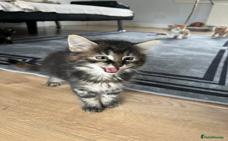 Mixed Breed cats - Advert 5