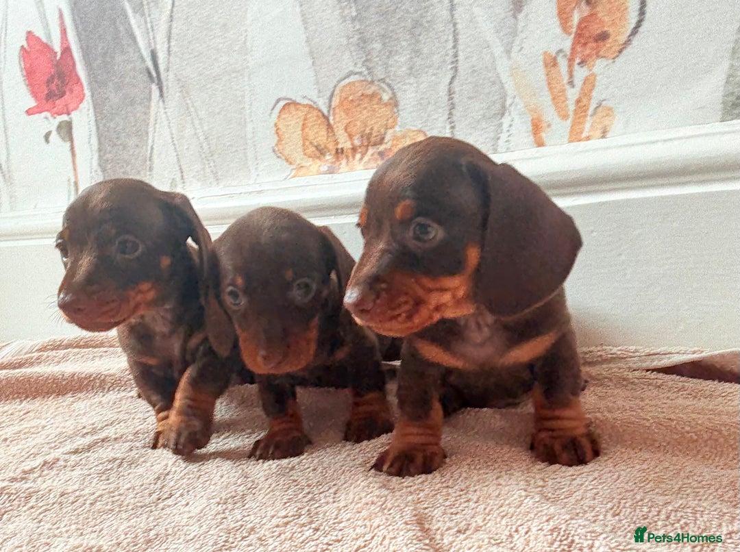 Miniature Dachshund dogs for sale: Quality miniature dachshund puppies  - Image 23