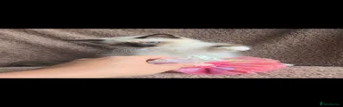 Ragdoll 1