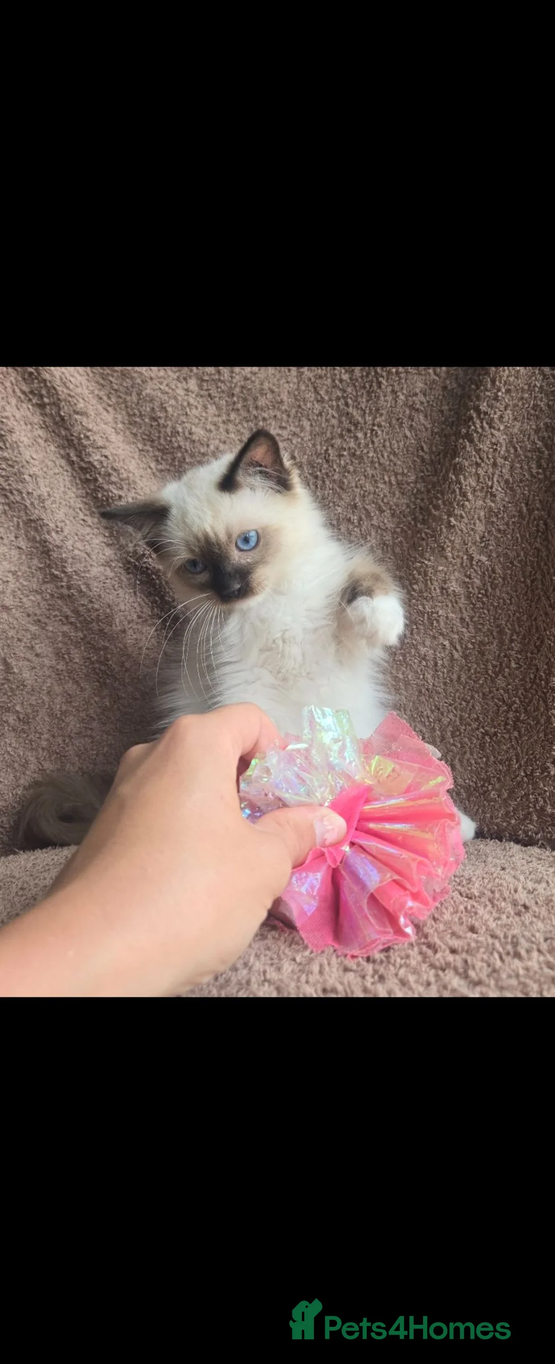 Ragdoll cats for sale: Ragdoll kittens  - Advert 1