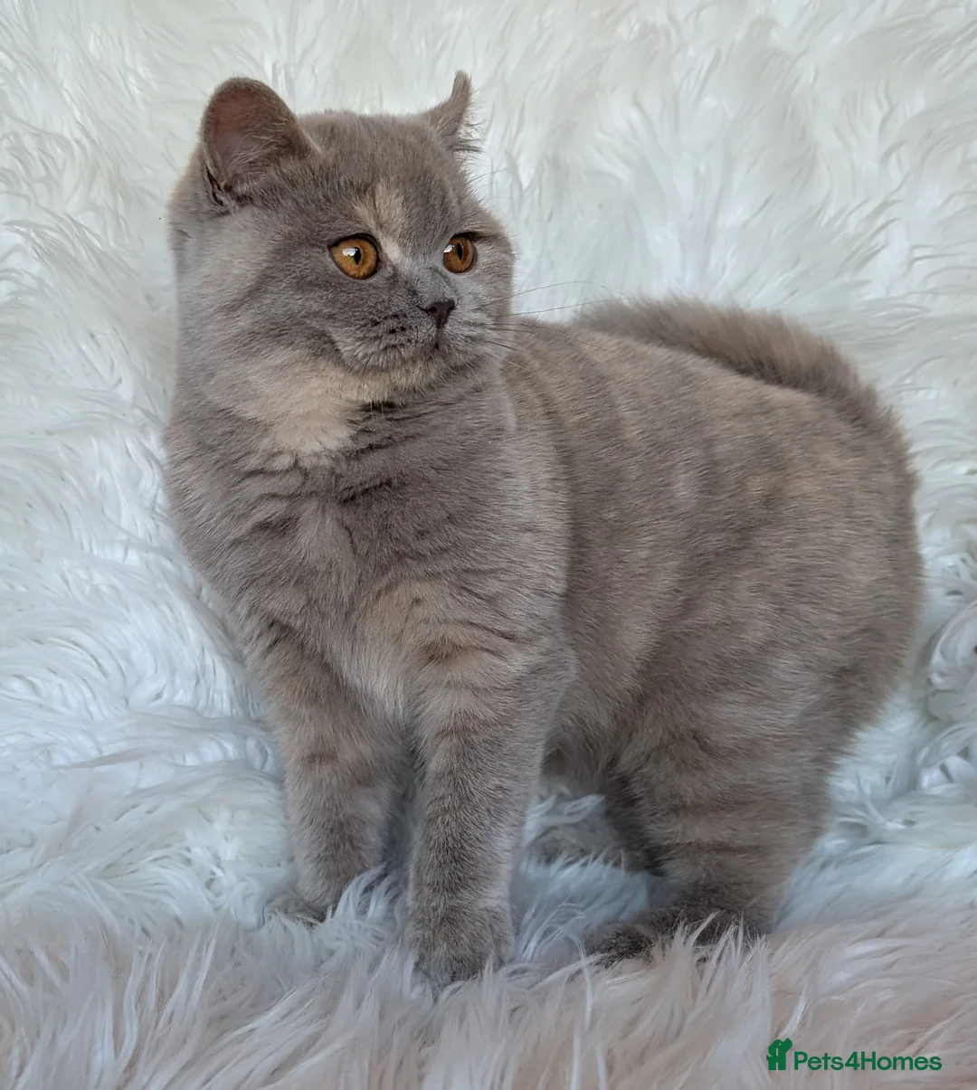 British Shorthair cats for sale: Gorgeous lilac tortie girl please read advent  - Advert 9