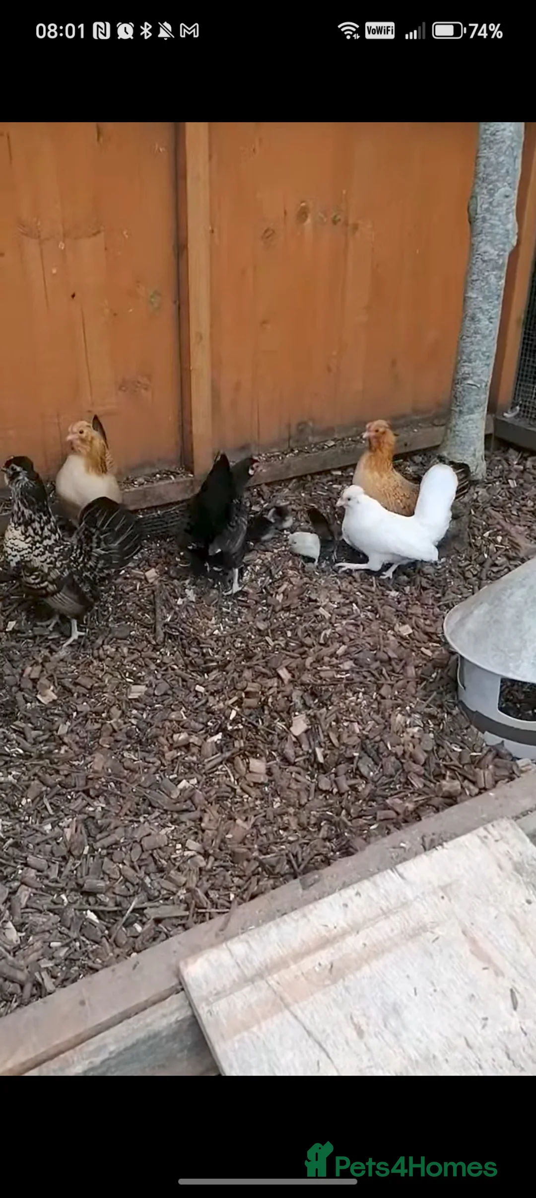 Chickens poultry for sale: Mixed Bantam hens for sale in Stevenage - Advert 2