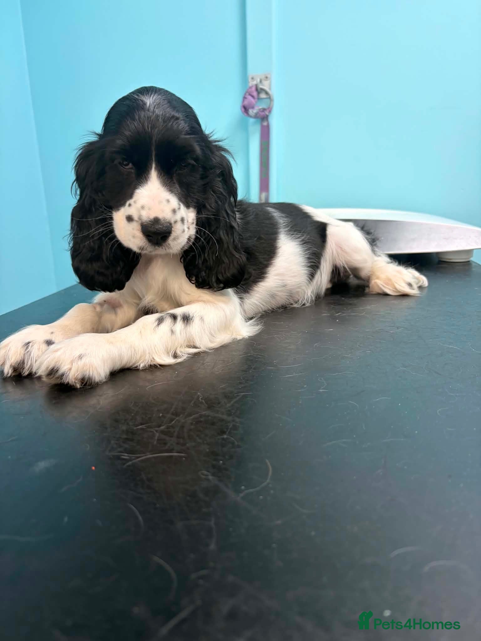 Cocker Spaniel dogs ⭐️Show Cocker Pups Ready Now⭐️ - Advert 6