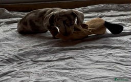 Miniature Dachshund dogs for sale: Beautiful little girl is READY To LEAVE! - Image 5