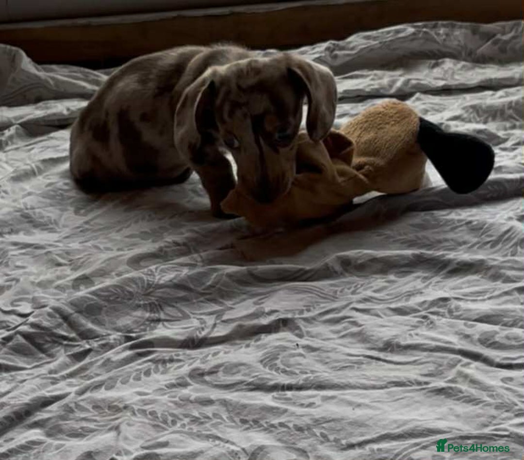 Miniature Dachshund dogs for sale: Beautiful little girl is READY To LEAVE! - Image 5