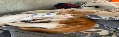 Ginger Boy