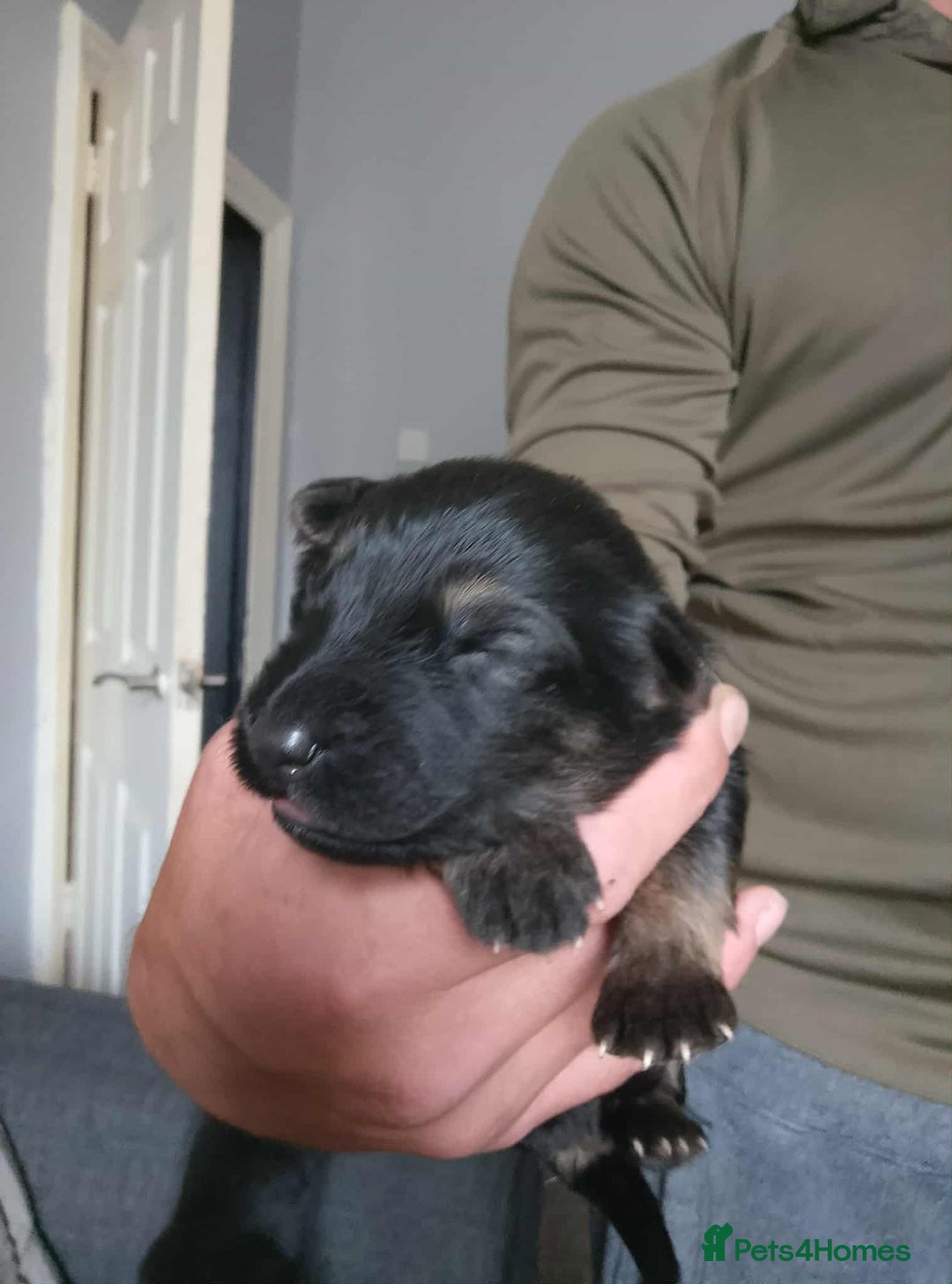 German Shepherd dogs for sale: Beautiful chunky German shepherd pups - Image 8