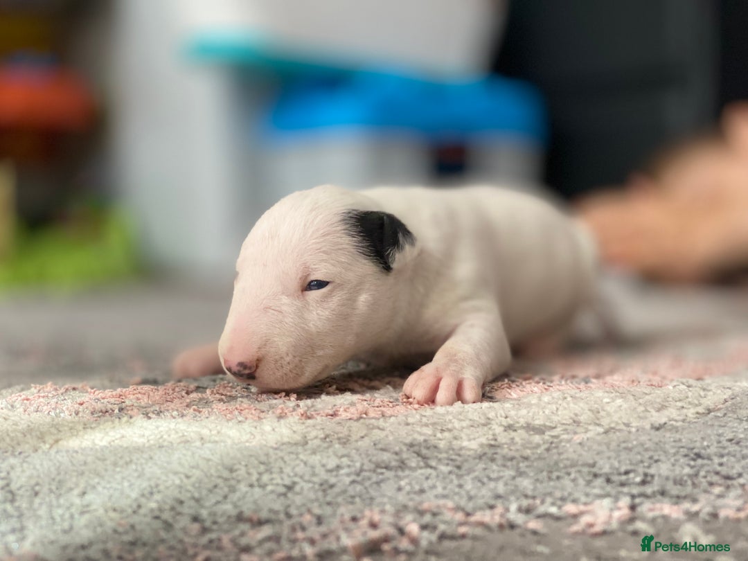 English Bull Terrier dogs for sale: English bull terrier puppy’s  - Image 12