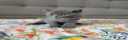 British Shorthair cats for sale: Ready to go British Shorthair kittens  - Advert 9