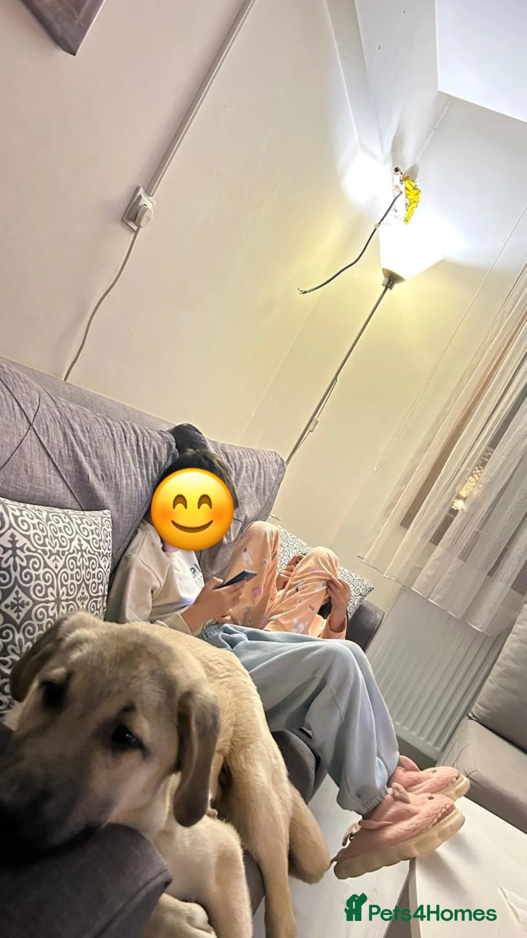 Anatolian Shepherd dogs for adoption: Toby – 7 Months Old Loving Anatolian Shepherd  - Advert 2