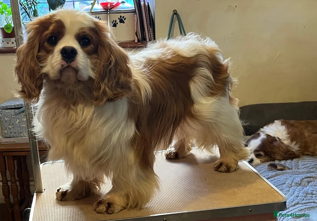 Cavalier King Charles Spaniel dogs for sale: Albus 2 year old Blenheim King Charles Cavalier in Bracknell - Advert 2