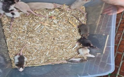 Rat rodents for sale: Male and female rats  - Advert 4