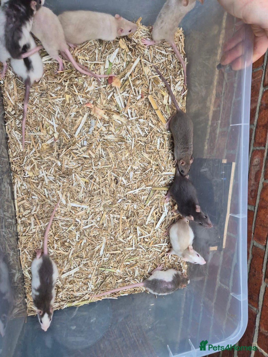 Rat rodents for sale: Male and female rats  - Advert 4