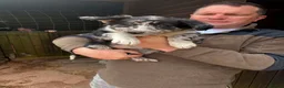 Border Collie dogs for sale: Workers!  - Advert 6