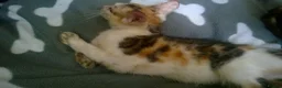 Mixed Breed cats for sale: Cute and Playful Kittens - Advert 23