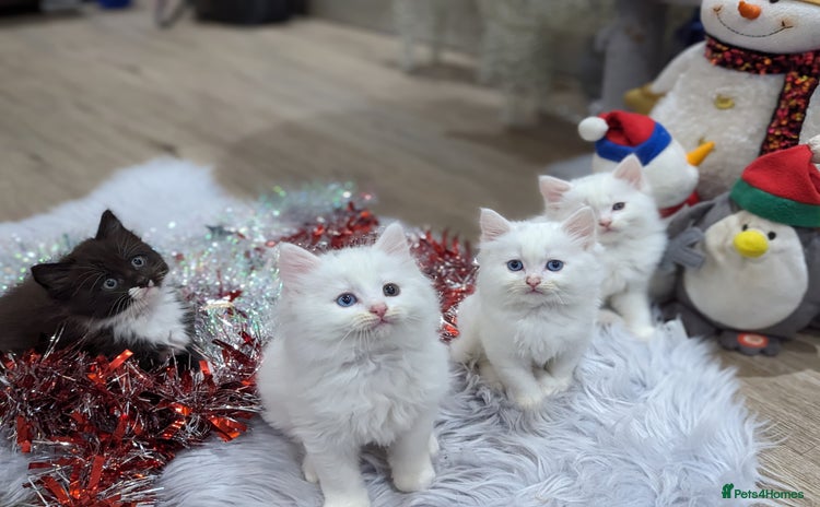 Ragdoll cats Ragdoll kittens - Advert 1