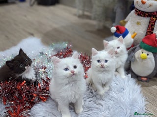 Ragdoll cats Ragdoll kittens - Advert 2