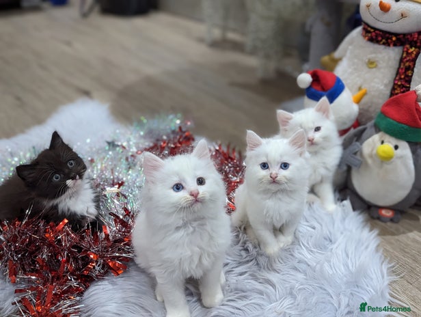 Ragdoll cats Ragdoll kittens - Advert 1