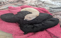 Goldendoodle dogs for sale: Golden doodle puppies for sale  - Image 17