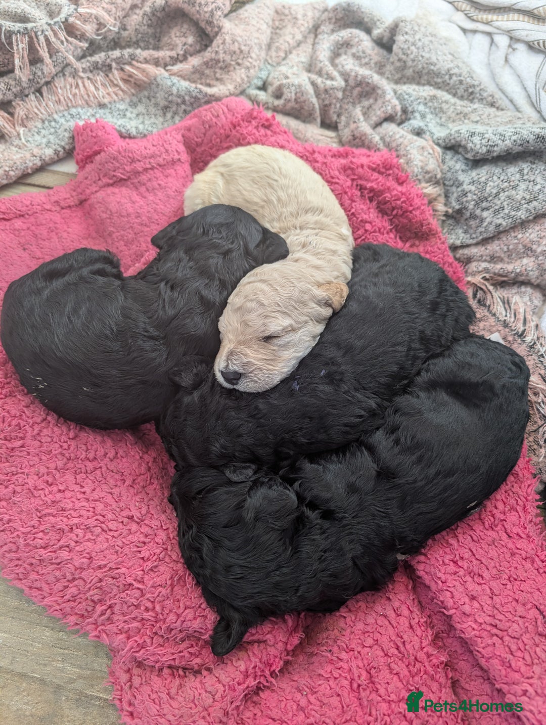 Goldendoodle dogs for sale: Golden doodle puppies for sale  - Image 17