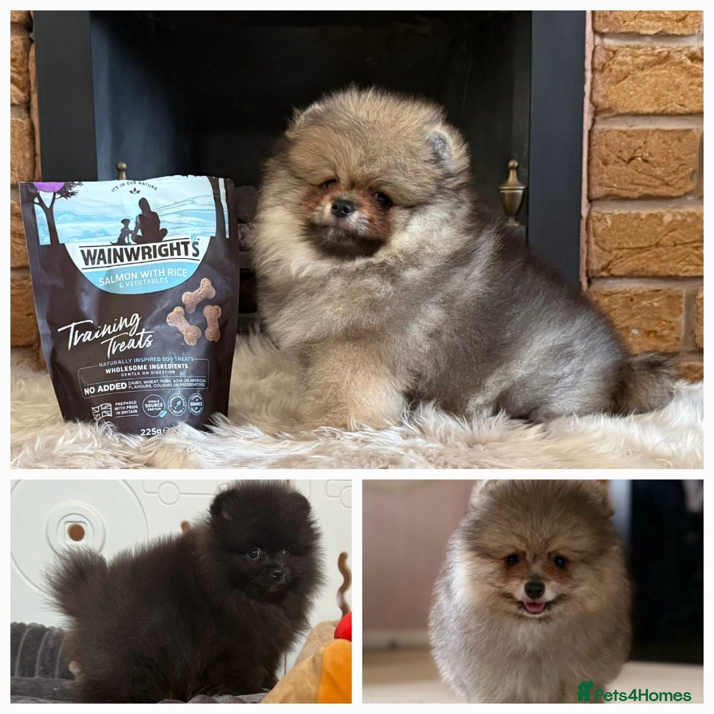 Pomeranian dogs ✨ Rare colour/Thick coat Teddy Bear Pom Puppies ✨ - Advert 2