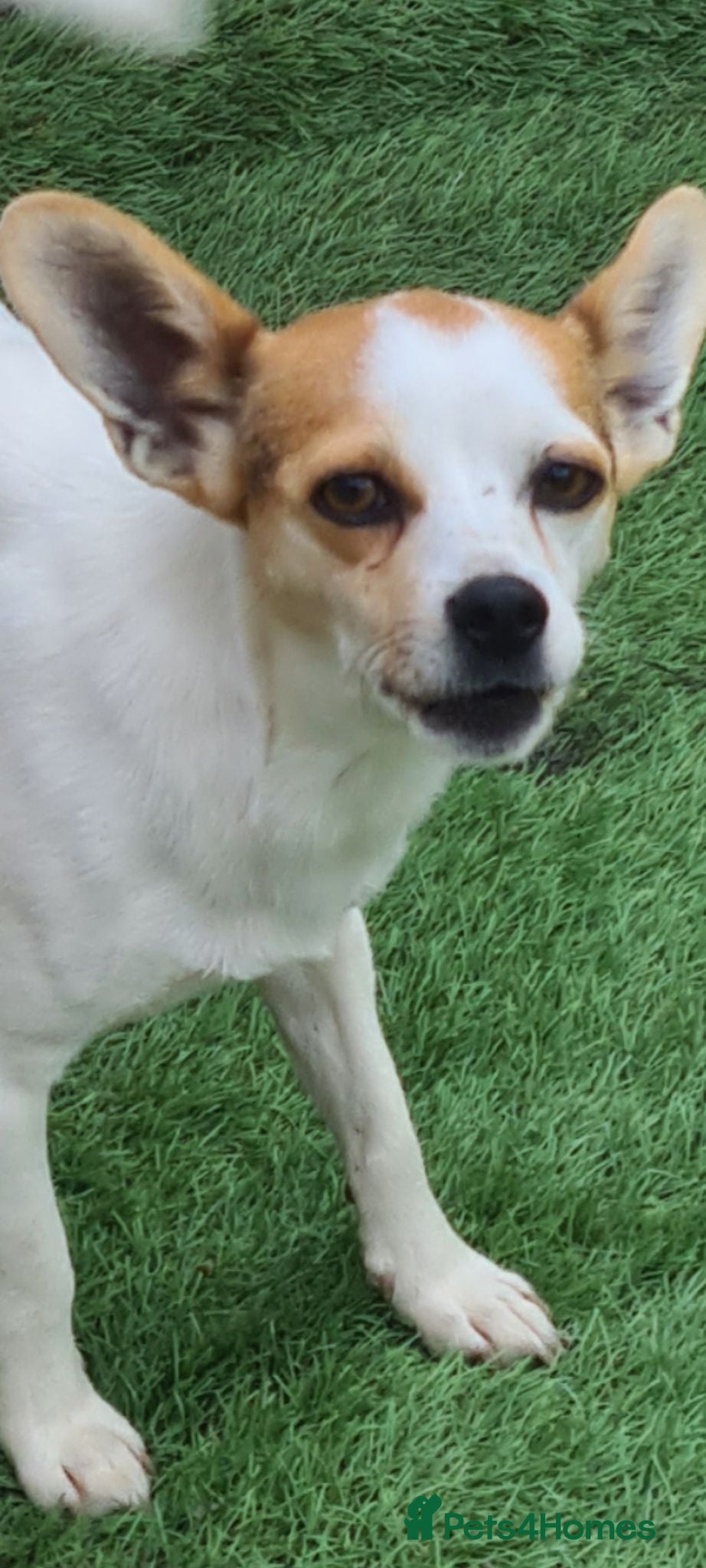 Mixed Breed dogs Sunbeam 5kg 8 inch tall  - Advert 1