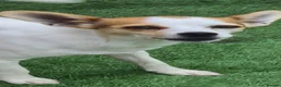 Mixed Breed dogs for adoption: Sunbeam 5kg 8 inch tall  - Advert 1
