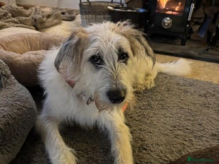 Mixed Breed dogs KALLIE- loves dogs/happy/v affectionate/playful - Advert 2