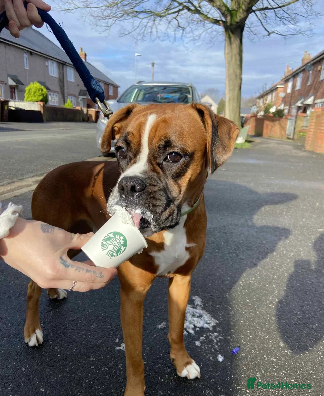 Boxer dogs for sale: Beautiful Boxer x Cane corso puppies 🐶  - Advert 34