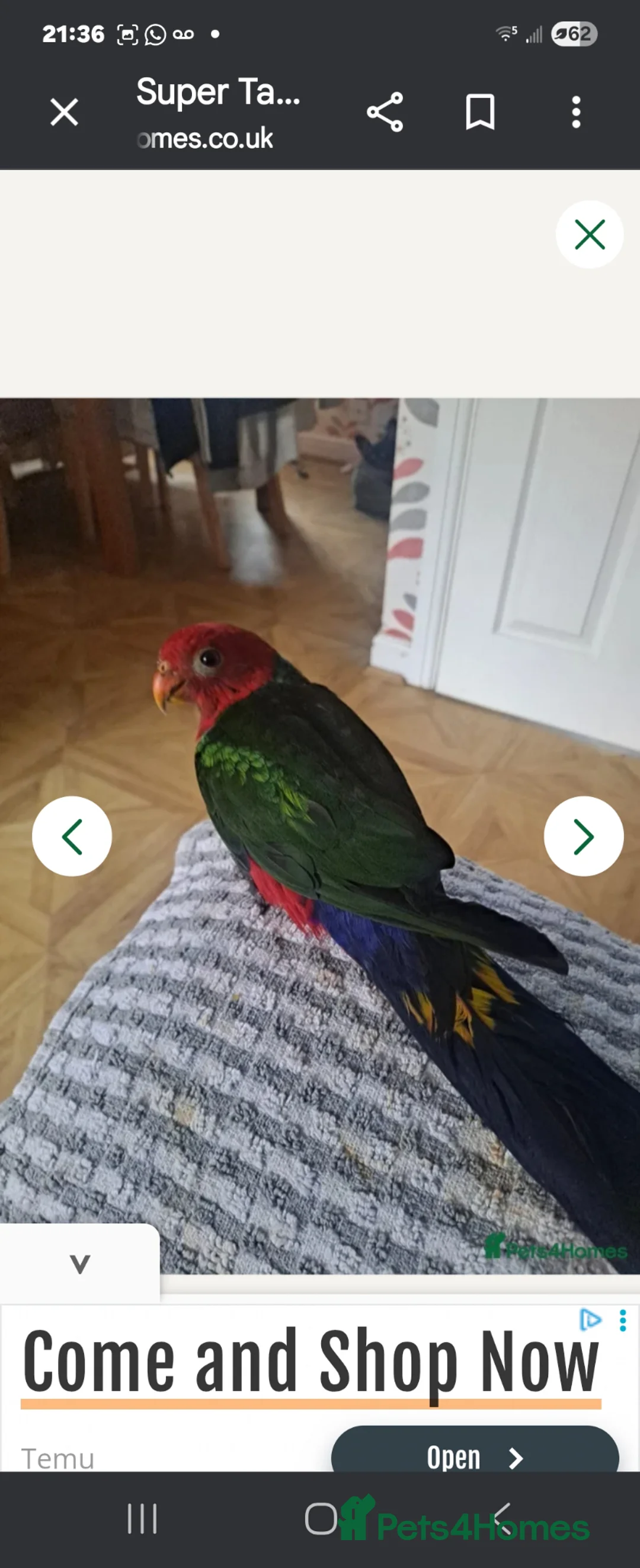 Parrots birds for sale: RARE  Australian  king  Parrot  - Advert 5