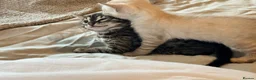 Bengal cats for sale: Tempest Bengal TICA registered kittens  - Advert 18