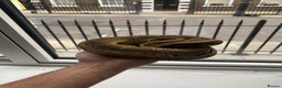 Python Snake reptiles for sale: Pinstripe Royal Python 100% Het Pied w/Full Setup - Advert 1
