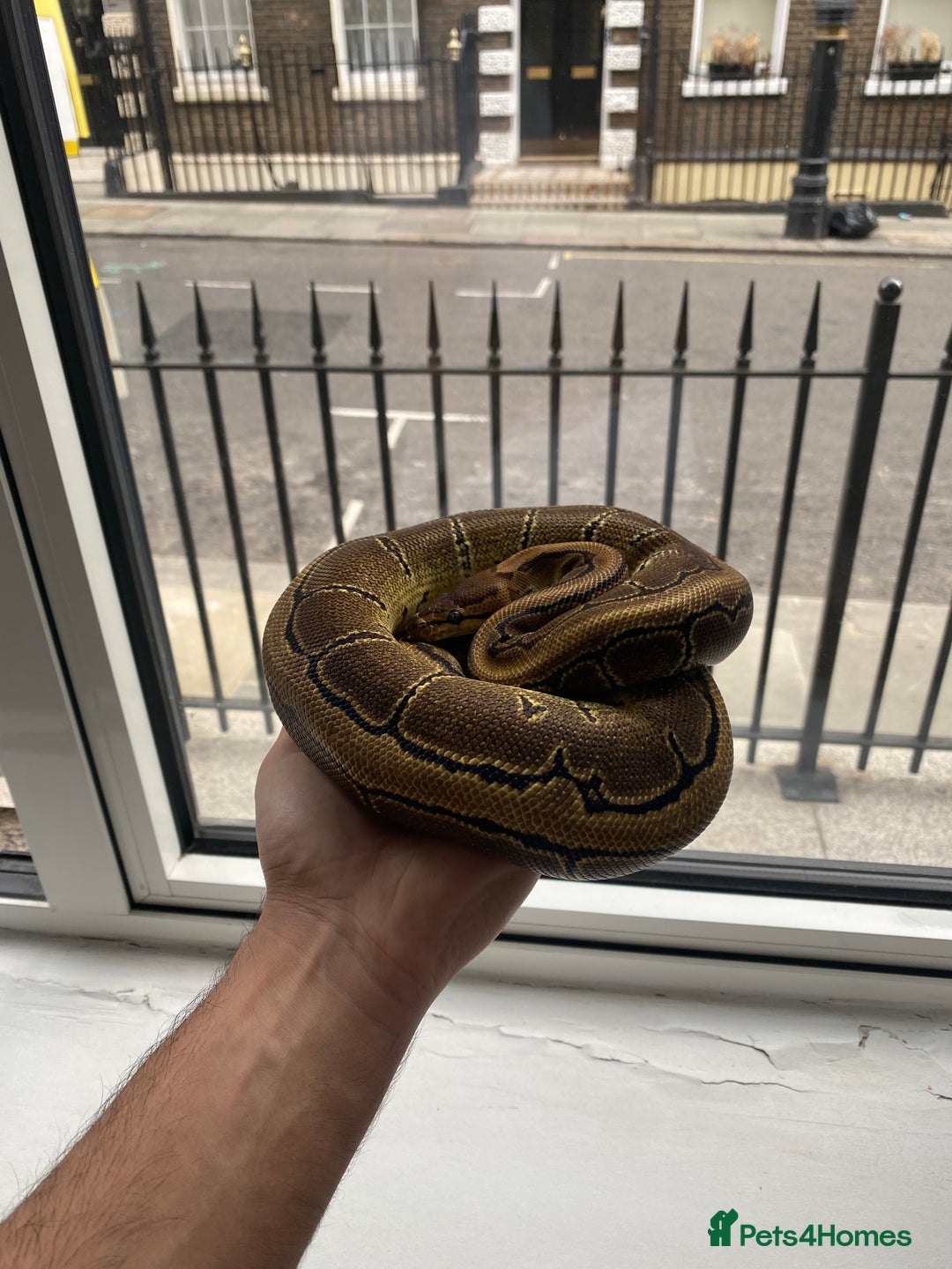 Python Snake reptiles for sale: Pinstripe Royal Python 100% Het Pied w/Full Setup - Advert 1