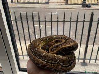 Python Snake reptiles Pinstripe Royal Python 100% Het Pied w/Full Setup - Advert 1