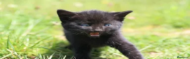 Mixed Breed Kitten 3