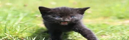 Mixed Breed cats for sale: Playful kittens  - Advert 2