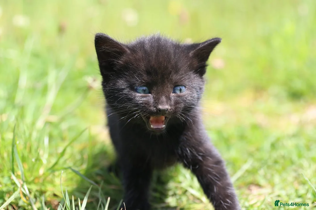 Mixed Breed cats for sale: Playful kittens  - Advert 2