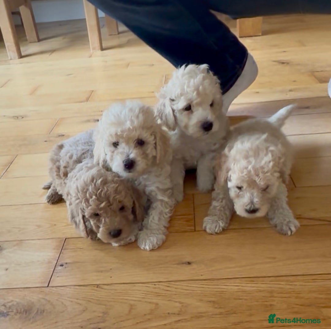 Poochon dogs for sale: Tiny farm bred teddy bear bundles of fun !  - Image 4