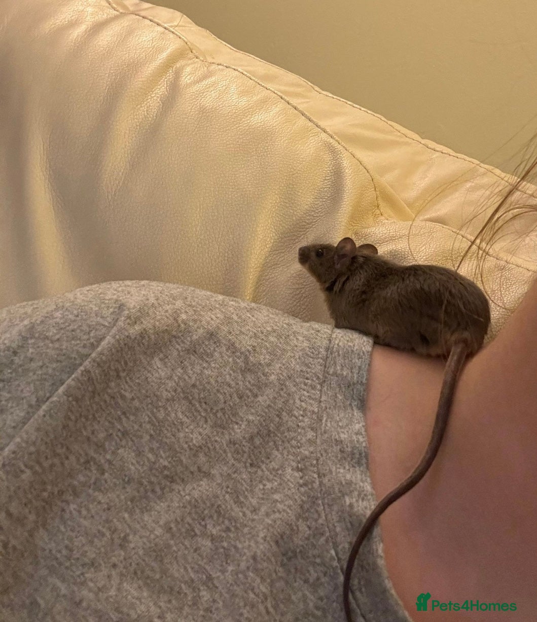 Mouse rodents for sale: Three sweet fancy mice sisters - Advert 5