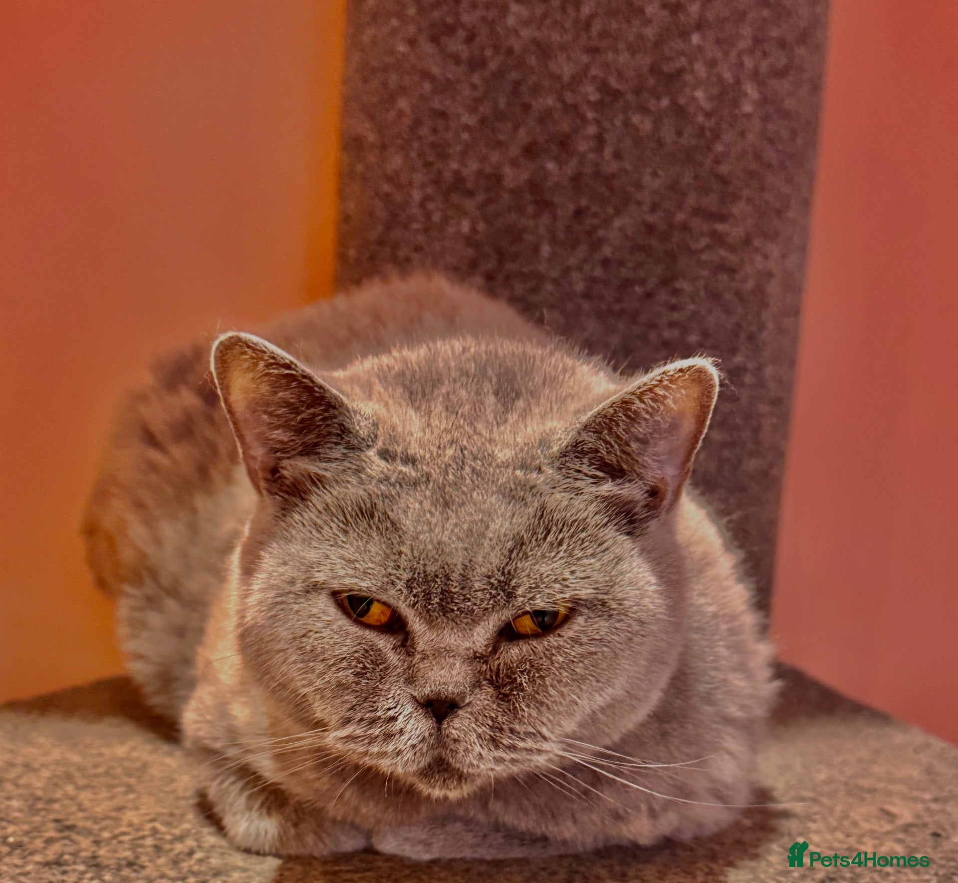 British Shorthair cats Retired BSH female looking for new home. - Advert 1